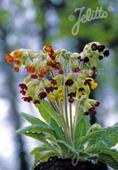 Primula veris 'Sunset Shades'